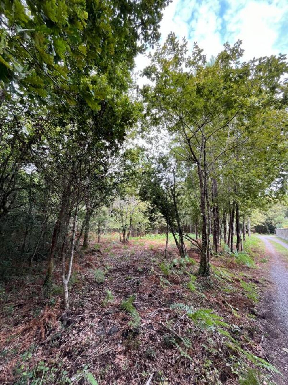 Vente Terrain Terrain 2950 m2  zone N Sanguinet 40460 Sanguinet