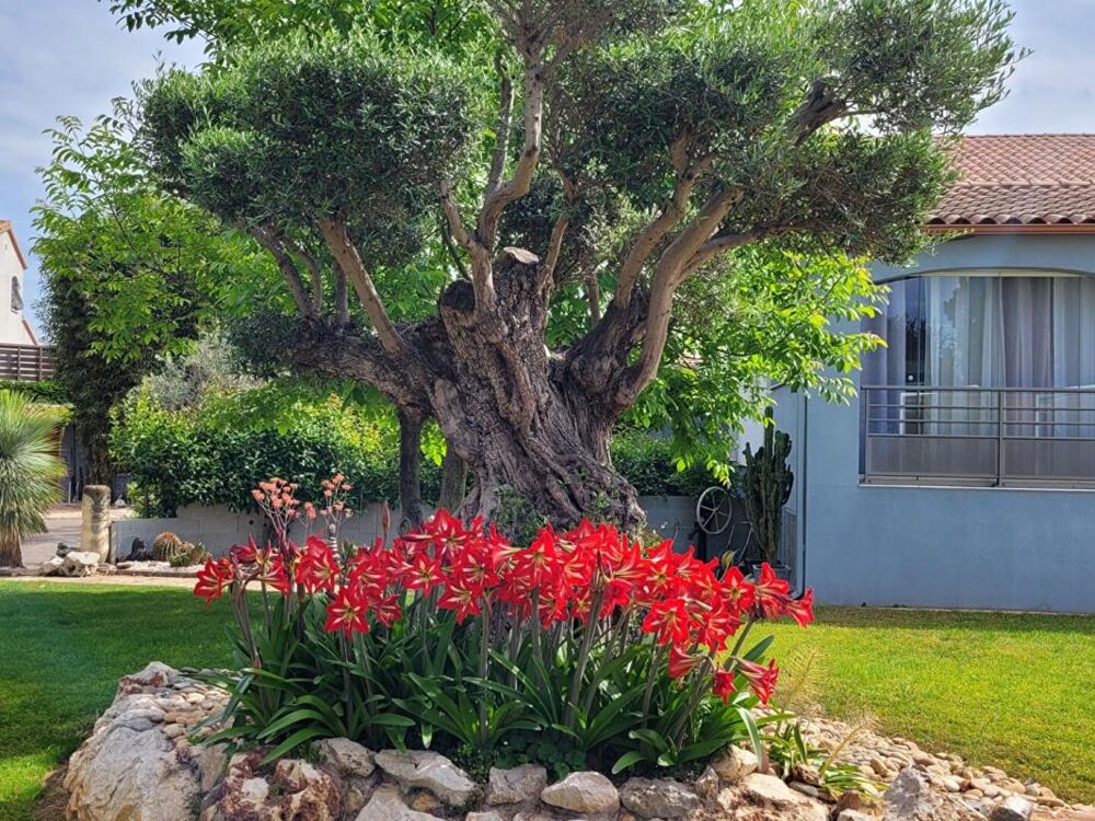  vendre  Maison Frontignan (34110)