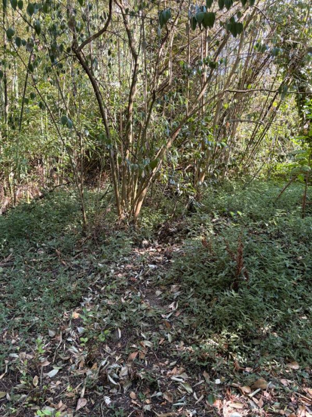 Vente Maison Maison Bordeaux 6 pièce(s) 105 m2 Bordeaux