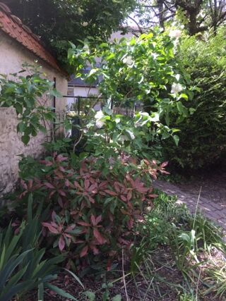  Appartement à louer 3 pièces 46 m²
