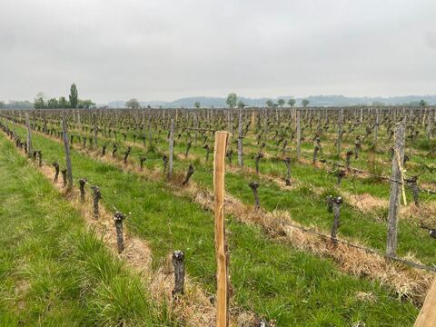 SAINT EMILION - Parcelle de vignes 1693 m&sup2; 42000 33330 Saint emilion