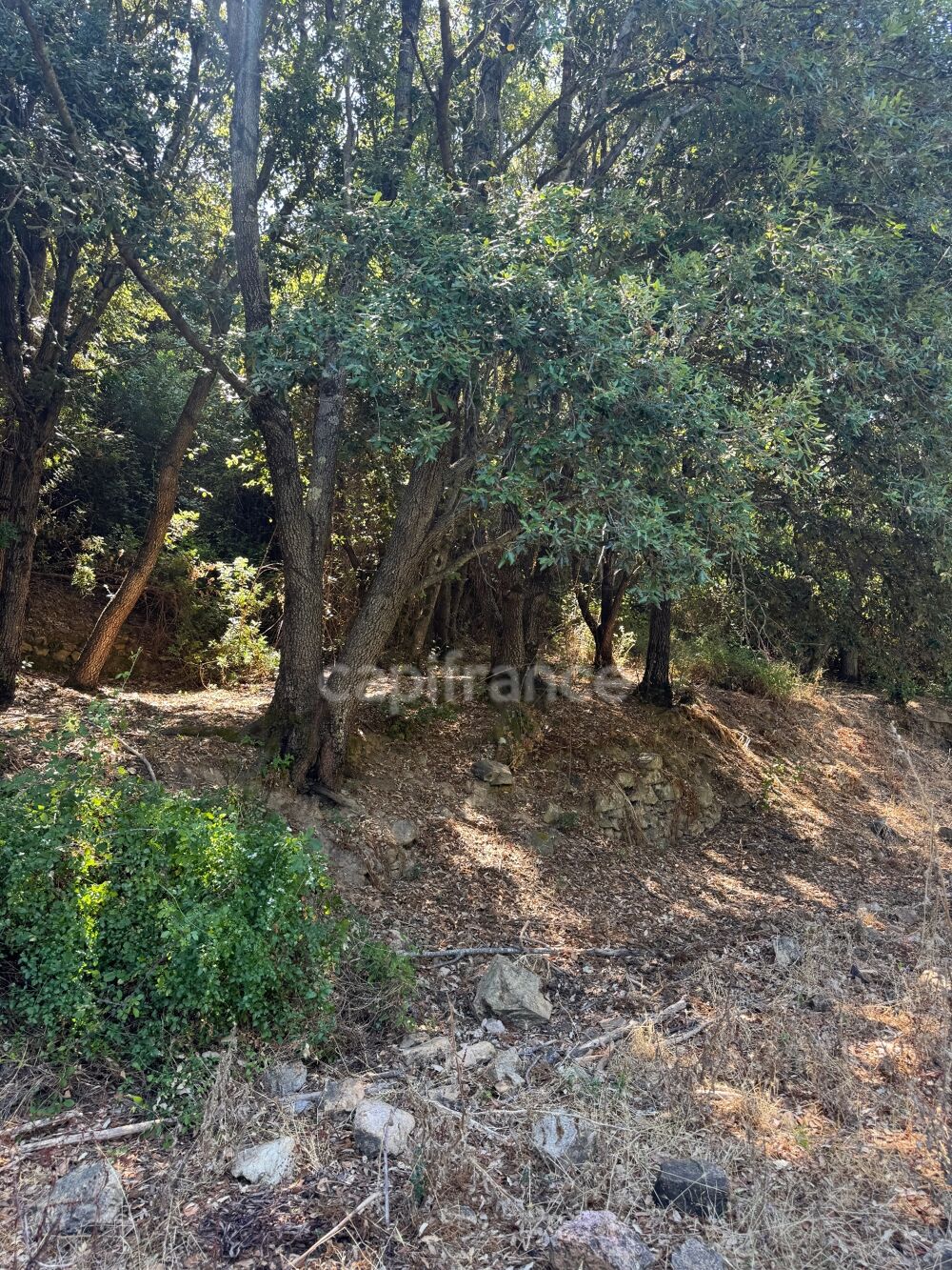 Vente Terrain Terrain à vendre de 3 380 m² GALERIA (Corse) Galeria