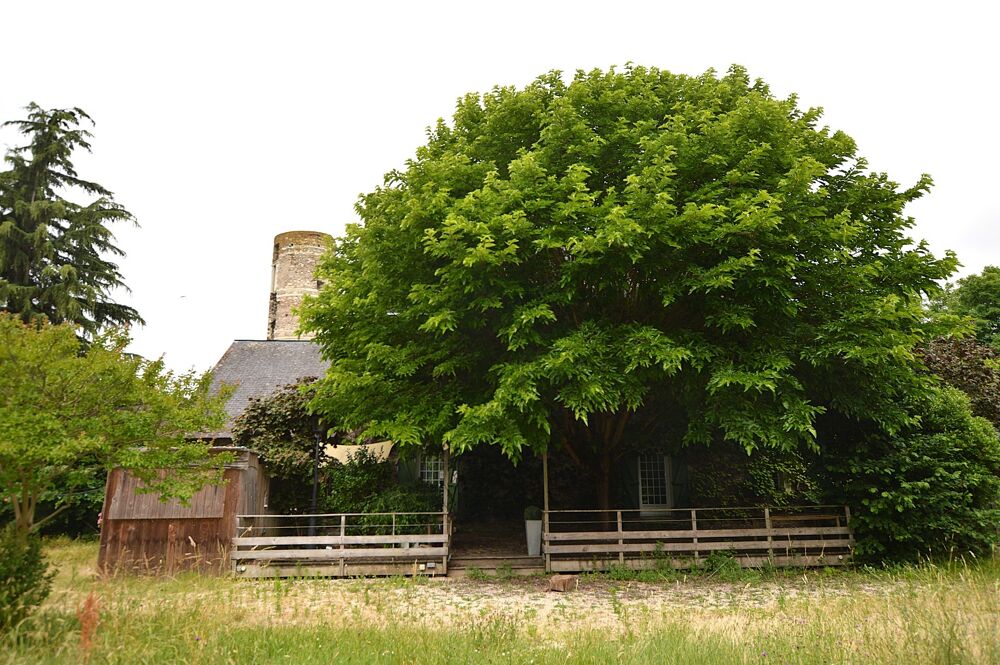 Vente Maison A vendre  belle Batisse a valoriser 7 pièces  Loire Layon Aubance (49) Champtoce sur loire