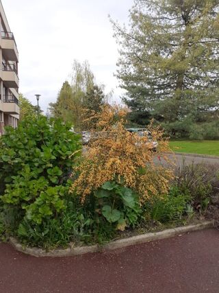 Location Appartement Appartement de 18m2 à louer sur Bois-Guillaume Bois guillaume