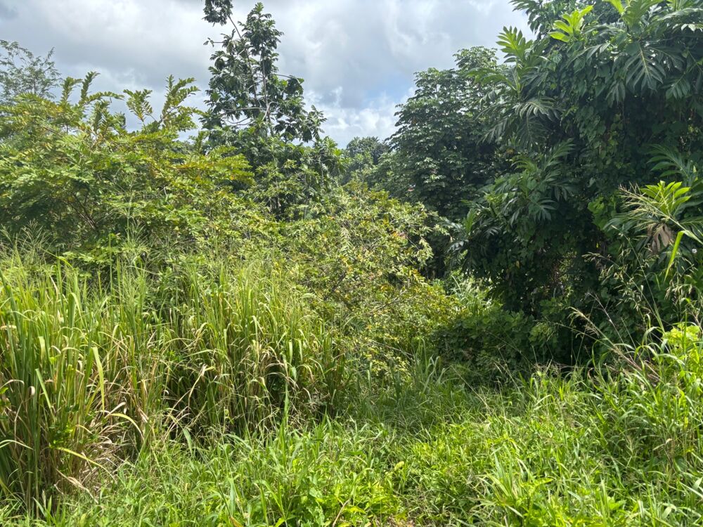 Vente Terrain Terrain à vendre  LE ROBERT (972) de 593 m2 Le robert
