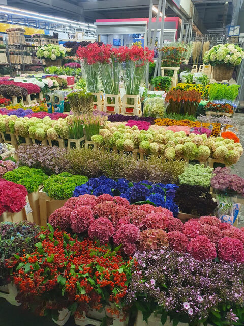  BASTIA : vente FDC GROSSISTE FLEURS ET PLANTES 