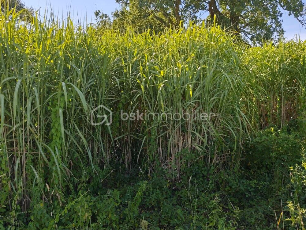 Vente Terrain À St-James - Terrain agricole cultivé en miscanthus - Culture en pleine production Saint james