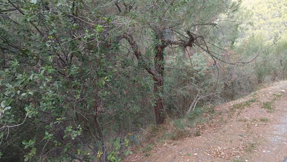 Vente Terrain Terrains de loisirs à vendre e de 7 769,00 m² PEILLE (06) Peille