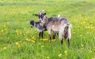  Maison � vendre 9 pi�ces 250 m�