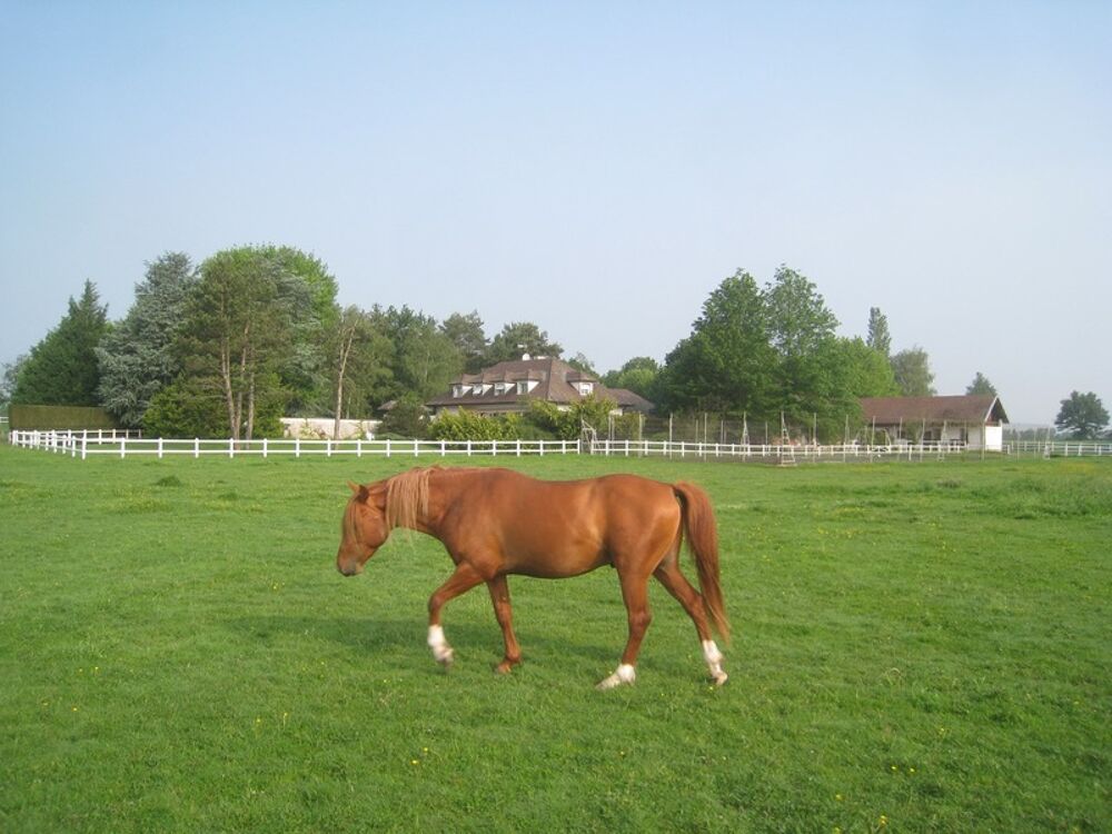 � vendre  Propri�t�/ch�teau Le Plantay (01330)