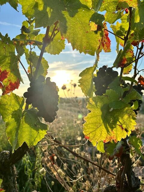 A vendre LANCIE vignes AOC Beaujolais et Beaujolais village 5200 69220 Lancie