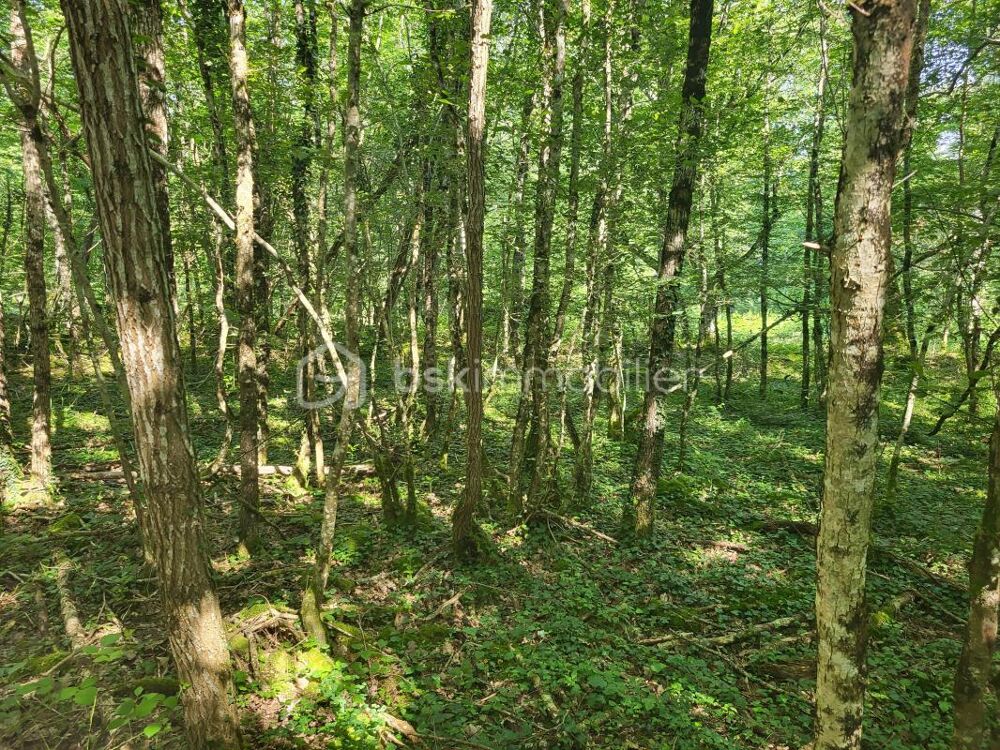 Vente Terrain Parcelles de bois Boismorand