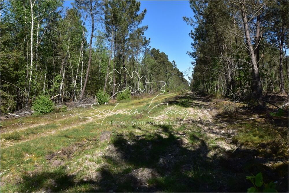Vente Propriété/Château Territoire de Chasse de 171 hectares en Sologne Brinon sur sauldre