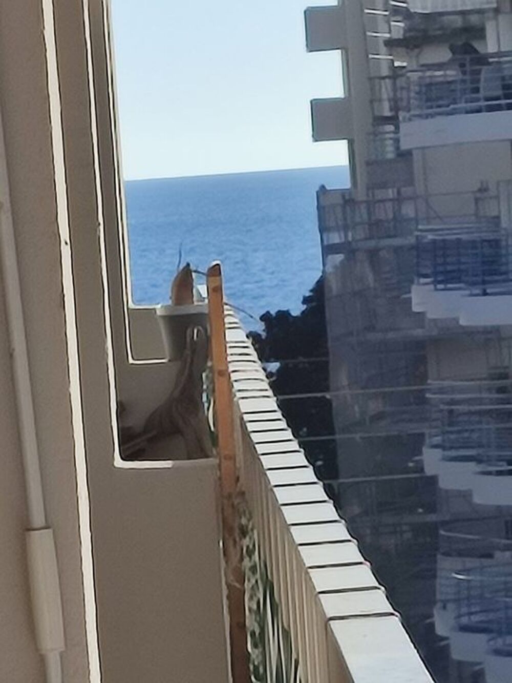 Location Appartement Studio de 36m2 à louer sur Antibes Antibes