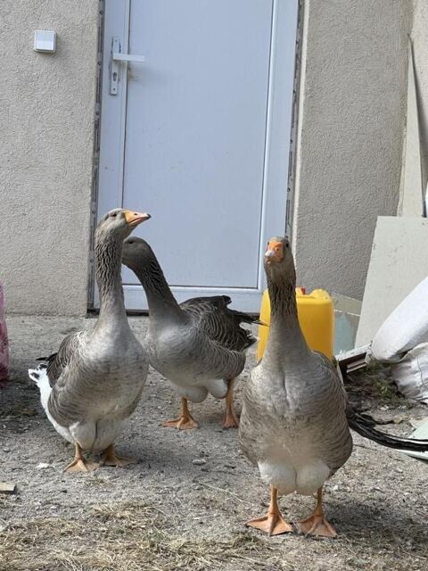  Appartement � louer 1 pi�ce 19 m�