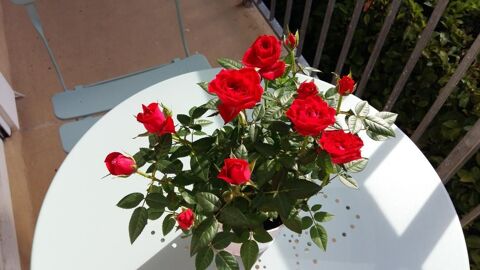   Chambre de 12m2 � louer sur Bougival Appartement - 1 pi�ce(s) - 12 m�