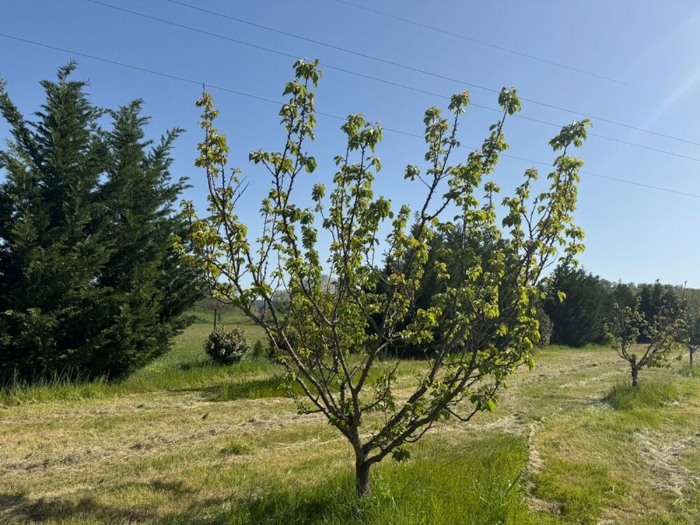 Vente Terrain Terrain de loisirs de 2600m² à vendre à COLLIAS (30) - Environnement naturel privilégié Collias