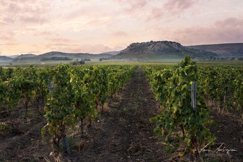 Propriete viticole bio AOP Faug&egrave;res &agrave; vendre  ROQUESSELS (34) 9,8ha de vignes 28ha de landes caves 572m&sup2; 489900 34320 Roquessels