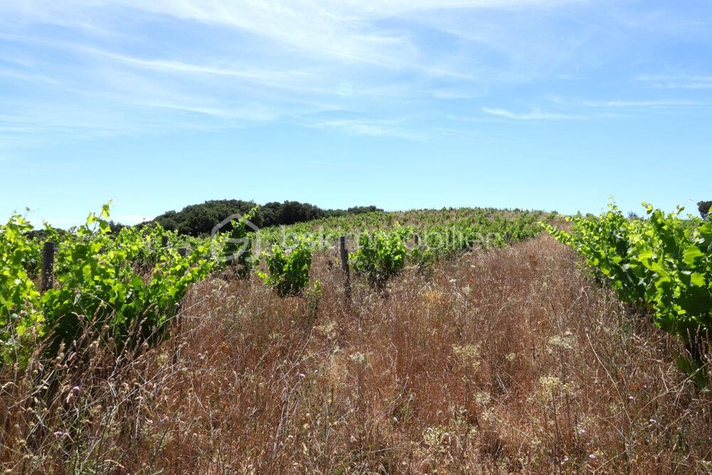 Vente Terrain Parcelles de vignes de 5,5 hectares environ Caussiniojouls