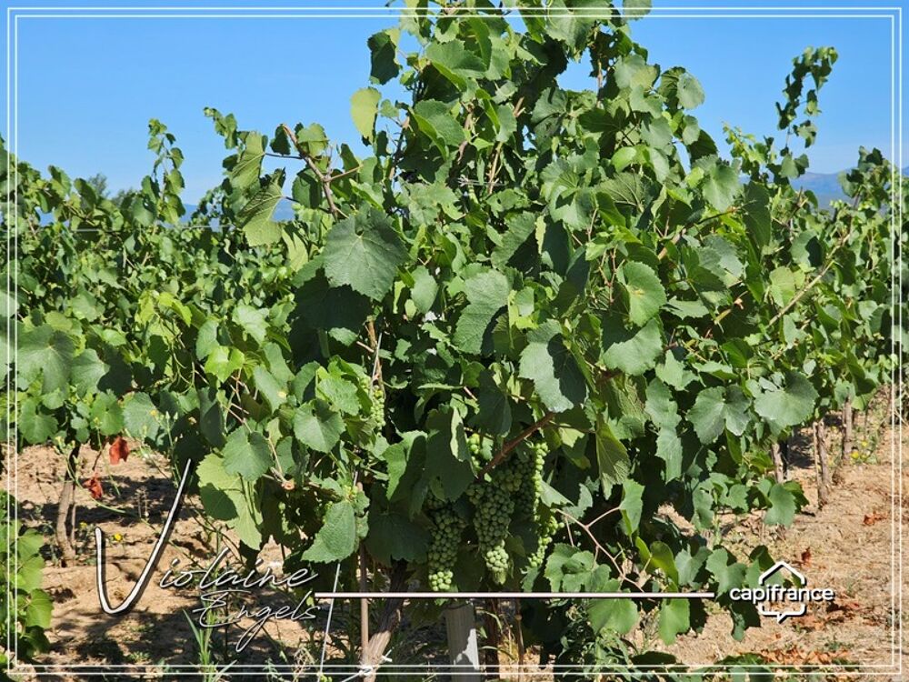 � vendre  Propri�t�/ch�teau Cesseras (34210)