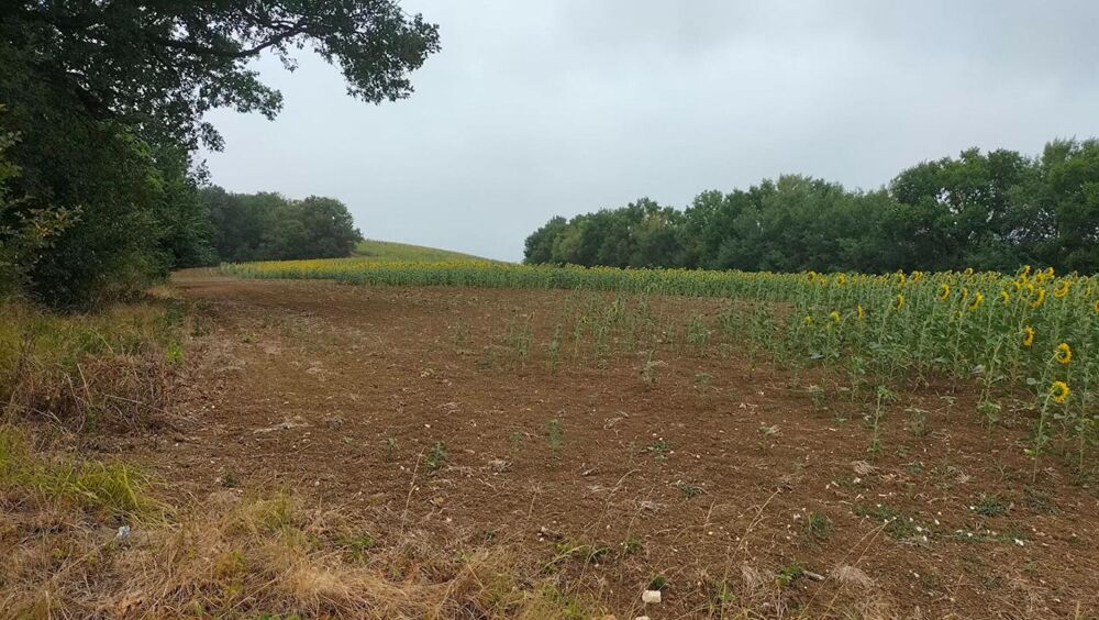 Vente Terrain Terres agricoles 40 Ha (32120 ) Puycasquier Puycasquier