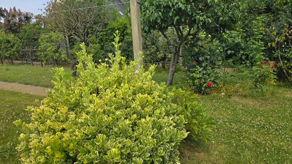 Vente Maison Maison à vendre 8 pièces - dépendance - sous-sol - greniers à RENNES EST- CESSON SEVIGNE (35) Cesson sevigne