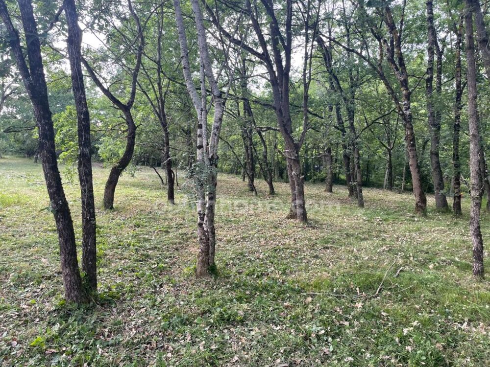 Vente Terrain TERRAIN BOISE 1181 M² Montaigut sur save