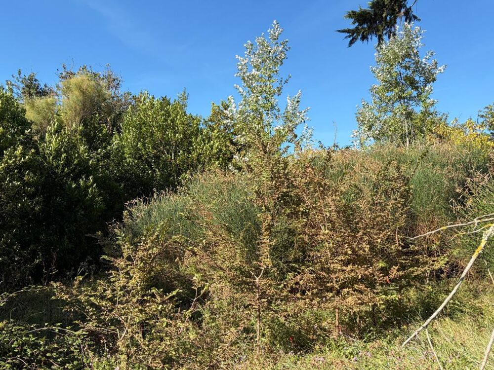 Vente Terrain BARBATRE (85) - ILE DE NOIRMOUTIER - RARISSIME TERRAIN A BATIR 637 M² AVEC PERMIS DE CONSTRUIRE ACCORDE Barbatre