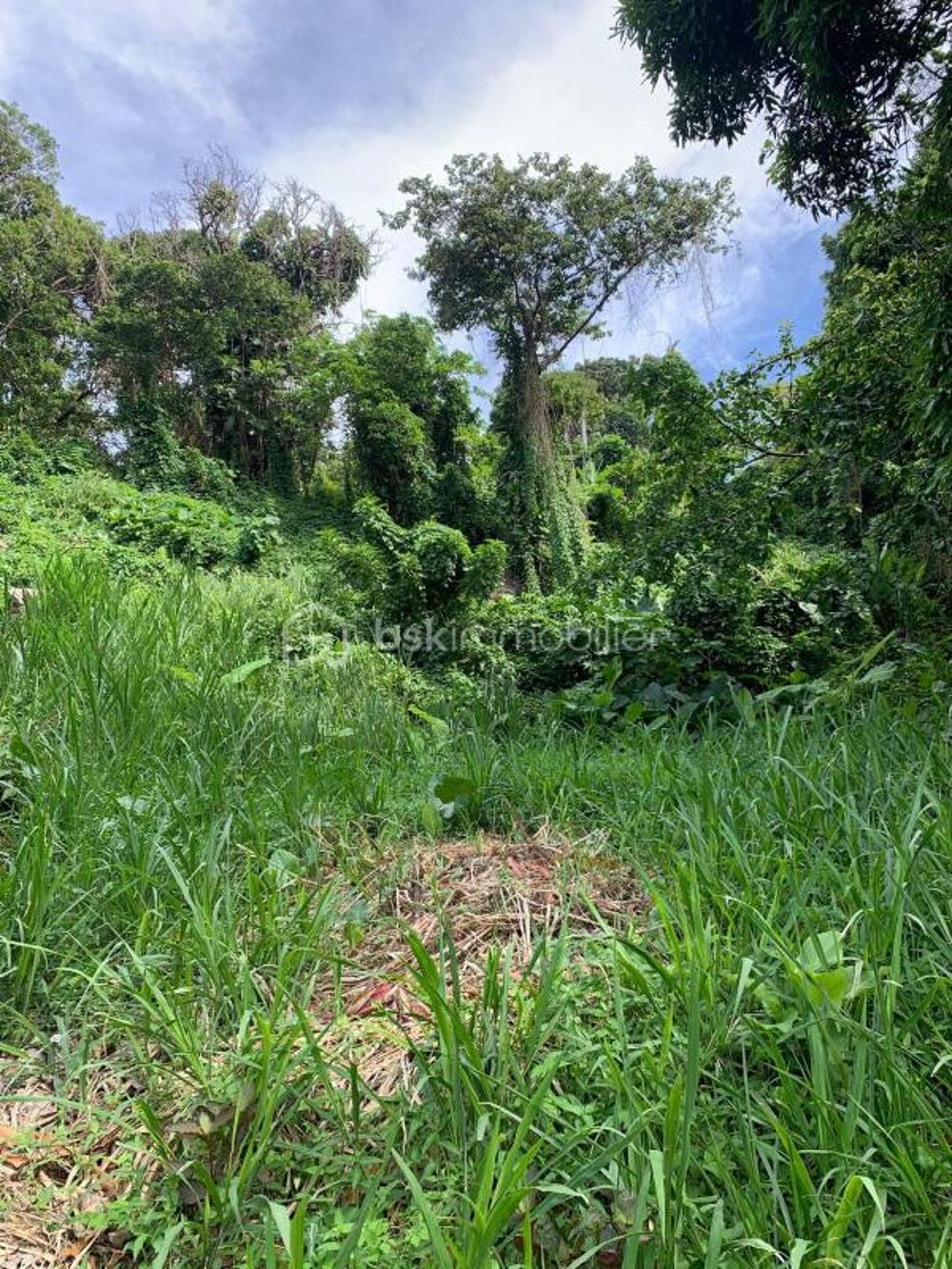 Vente Terrain TERRAIN CONSTRUCTIBLE Saint claude