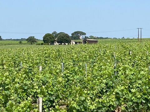 Montagne Saint-Émilion - Domaine viticole 8 Hectares, Maison, Hangar 1580000 33570 Montagne