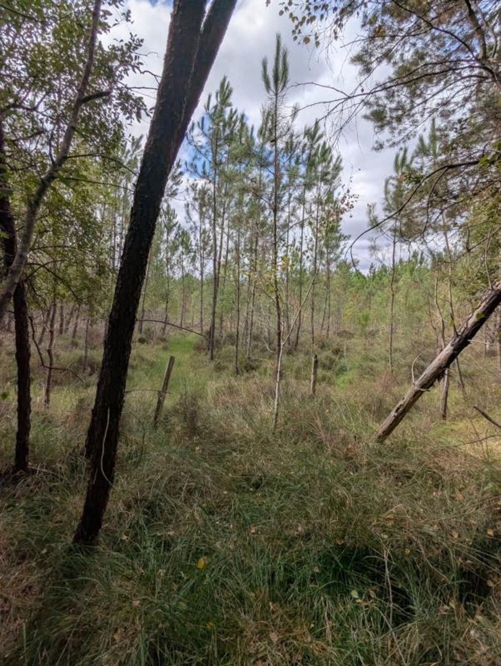 Vente Terrain Terrain à vendre de 2 187,00 m² MEZERAY (72) Mezeray