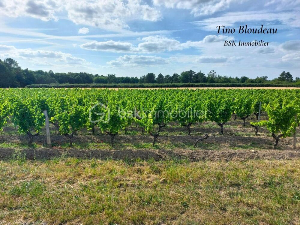 Vente Maison Maison de plain-pied au cœur des vignes – Saint-Georges-sur-Cher Saint georges sur cher