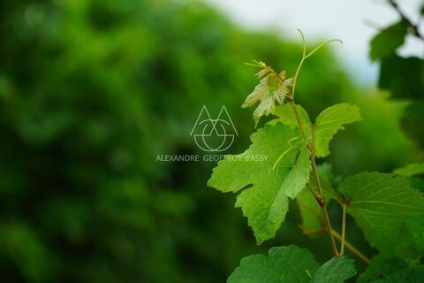   Rare opportunité… Vignoble en appellation Vouvray de 20 ha 