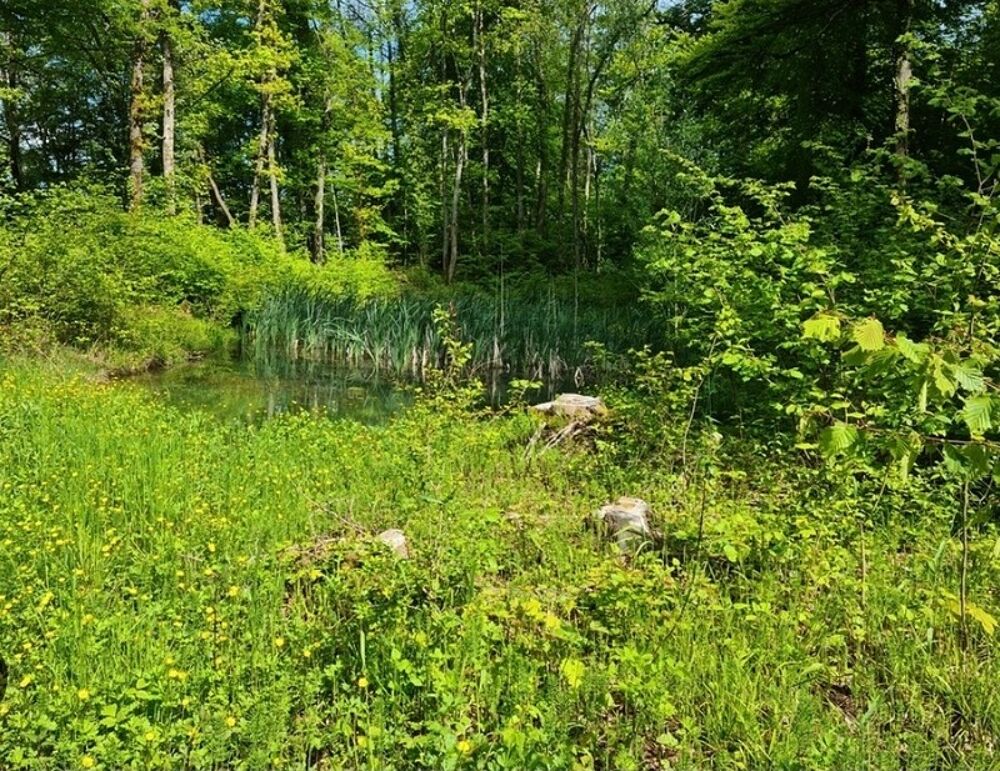 Vente Terrain Terrain de loisirs boisé à vendre  proche de VITTEL (88) Vittel