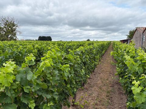 Exceptionnel Domaine Viticole ! Une opportunit&eacute; rare &agrave; Saint-&Eacute;milion! 1554000 33330 Saint emilion