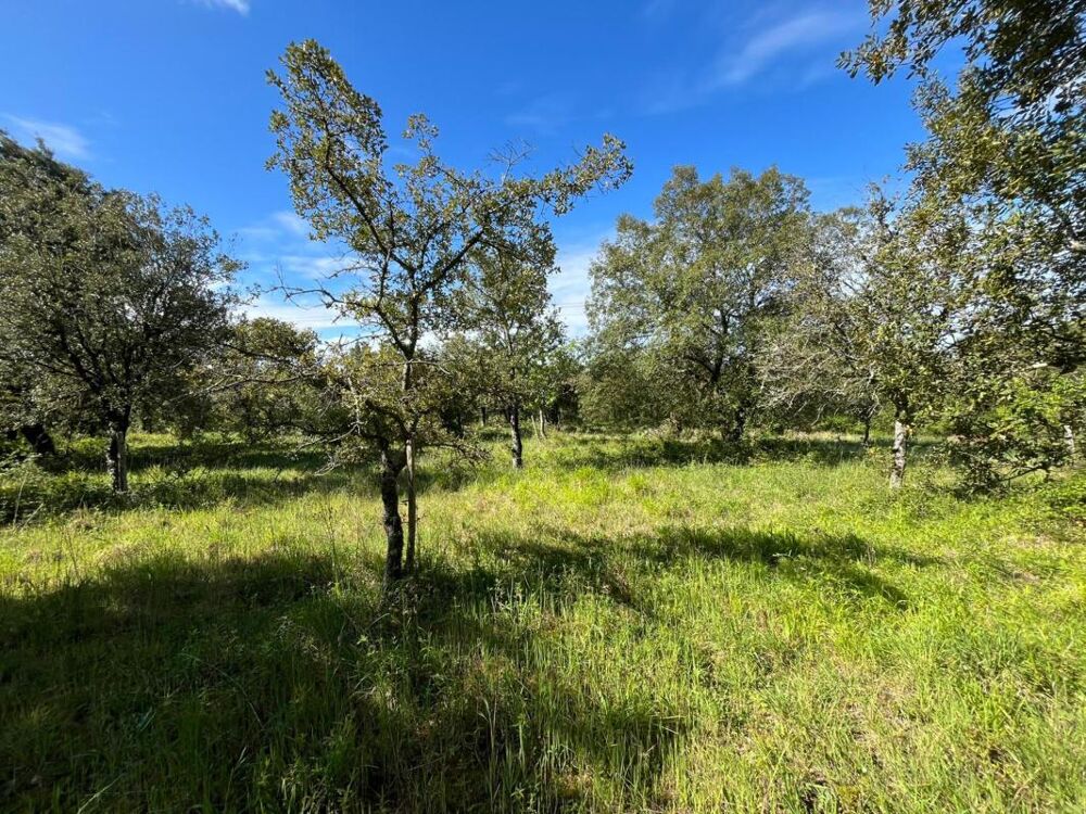 Vente Terrain Terrain Saint thomas de conac
