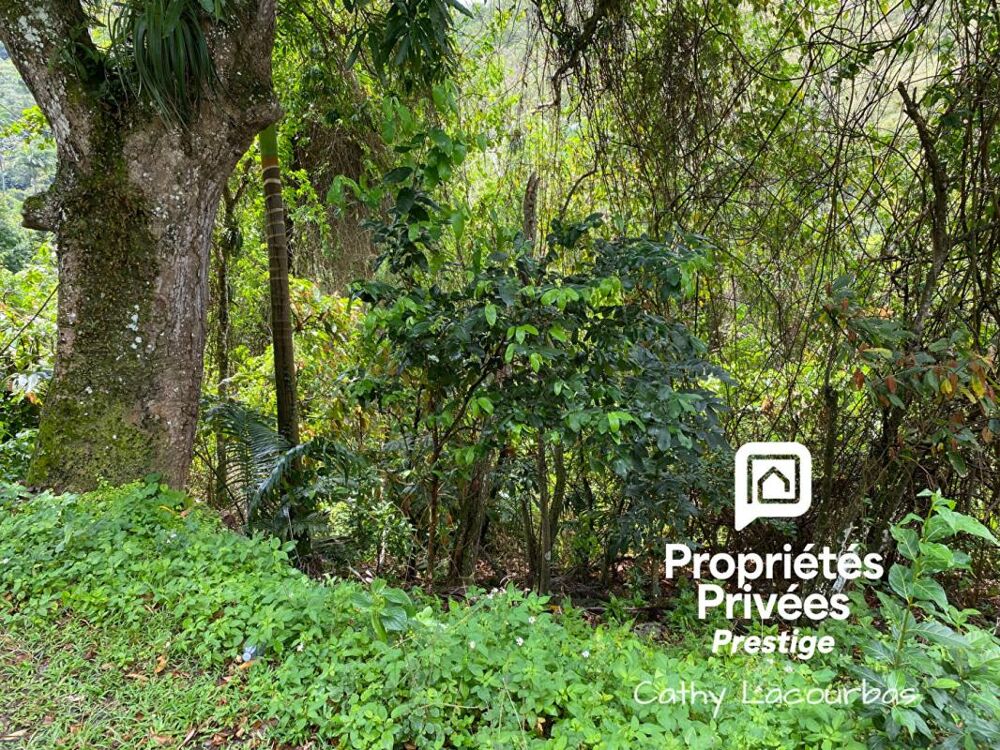 Vente Terrain Terrain viabilisé 10000 m2 constructible accès littoral- Pointe Noire -Guadeloupe Pointe noire