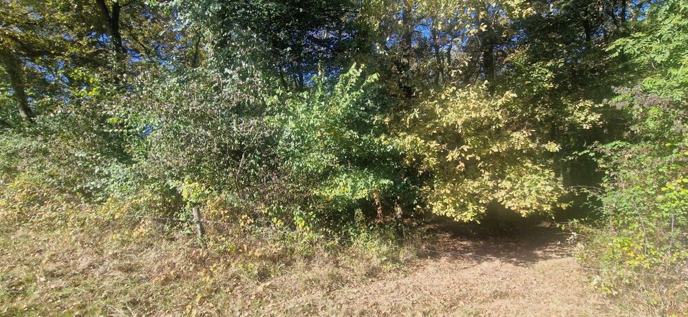 Vente Terrain Bois à vendre, LAGRANGE (40) Lagrange
