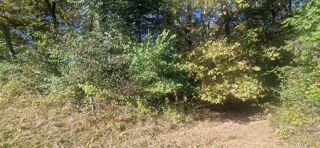 Vente Terrain Bois à vendre, LAGRANGE (40) Lagrange