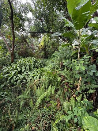Vente Terrain ORPI SAINT DENIS - TERRAIN 1 940 m² A VENDRE Saint denis