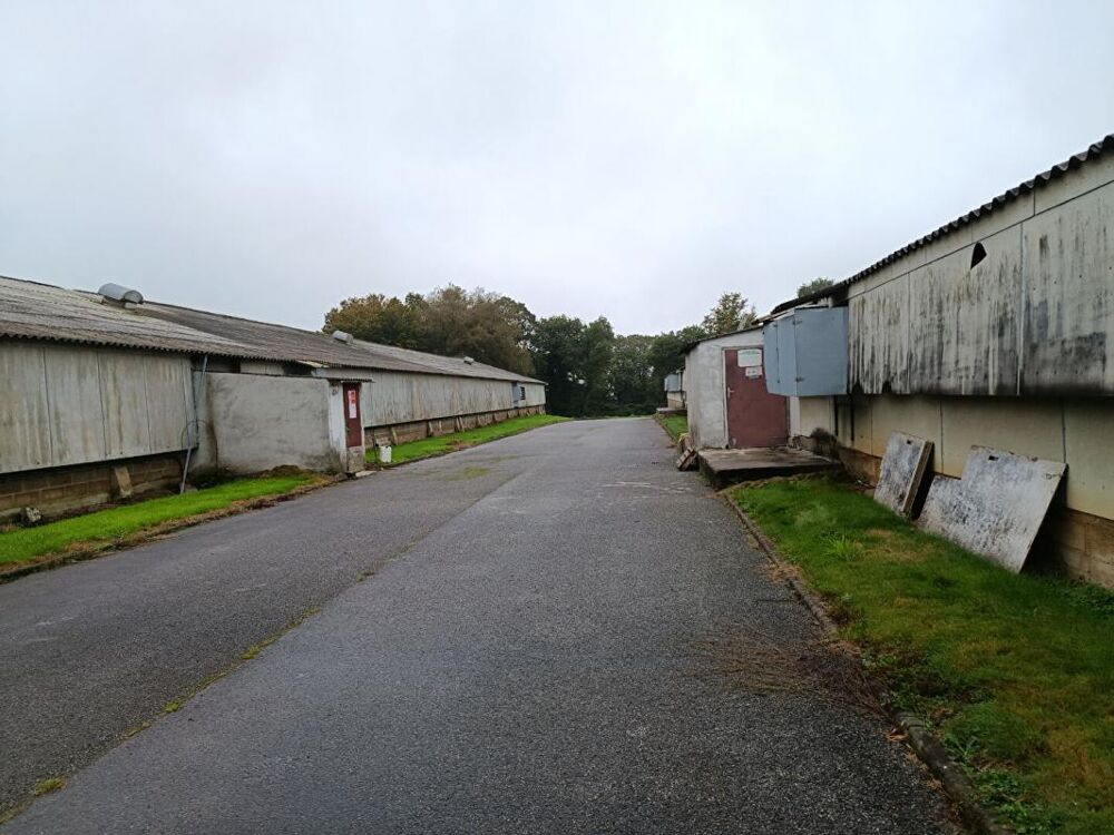 poulaillers industriels