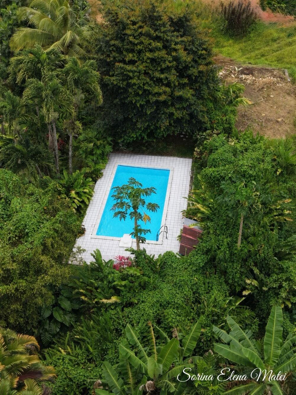 Maison avec piscine au coeur dun écrin tropical - 5 pièces PETIT BOURG (971)