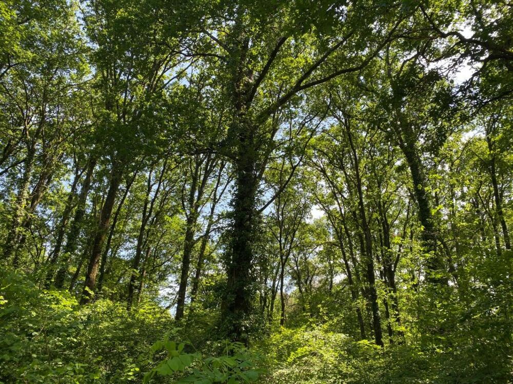 Vente Moulin Moulin 7 pièces avec chênaie d'environ 6 hectares Arsague