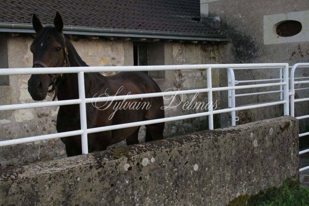 à vendre  Propriété/château Langeais (37130)