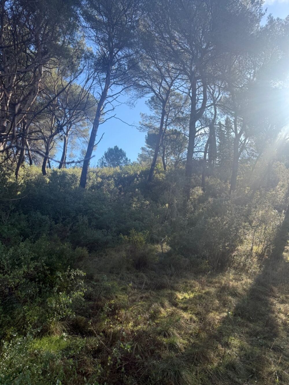 Terrain 10500m2 avec maison à rénover VENTABREN (13)