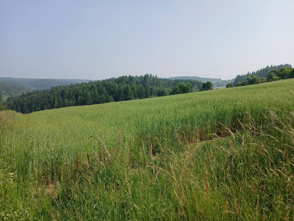 Vente Terrain Terrain à vendre de 950,00 m² DUNIERES (43) Dunieres