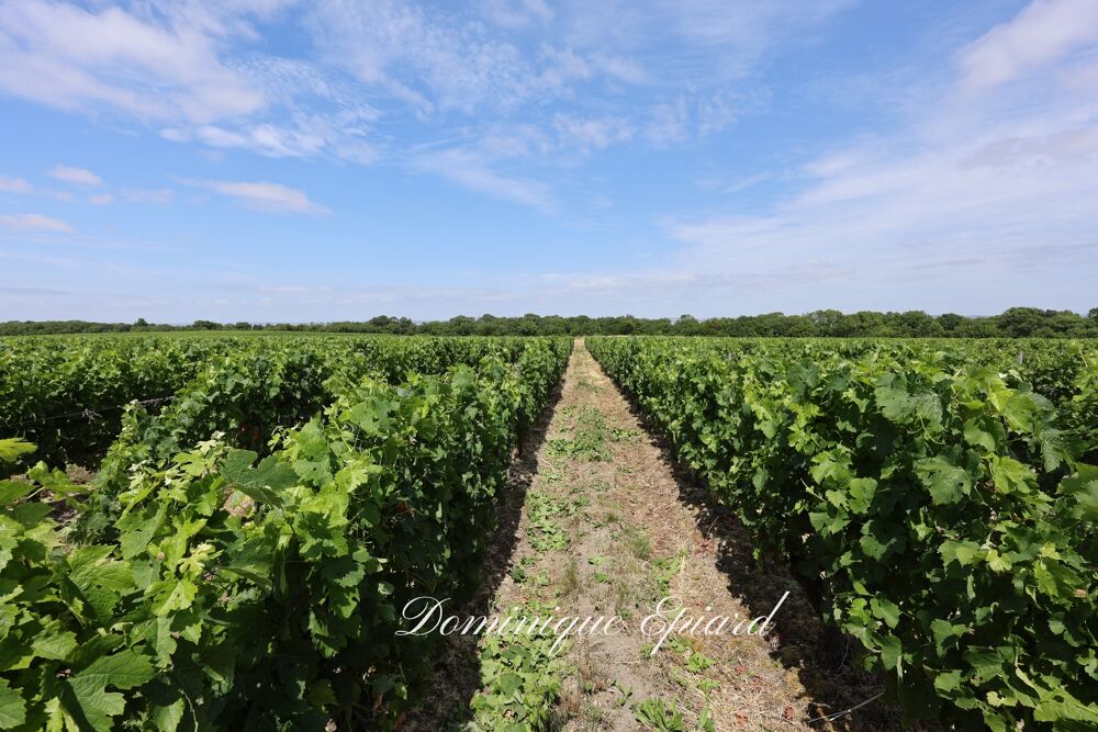 Vente Propriété/Château Exclusivité À VENDRE Vignoble Cru Bourgeois Médoc Vue exceptionnelle Saint yzans de medoc