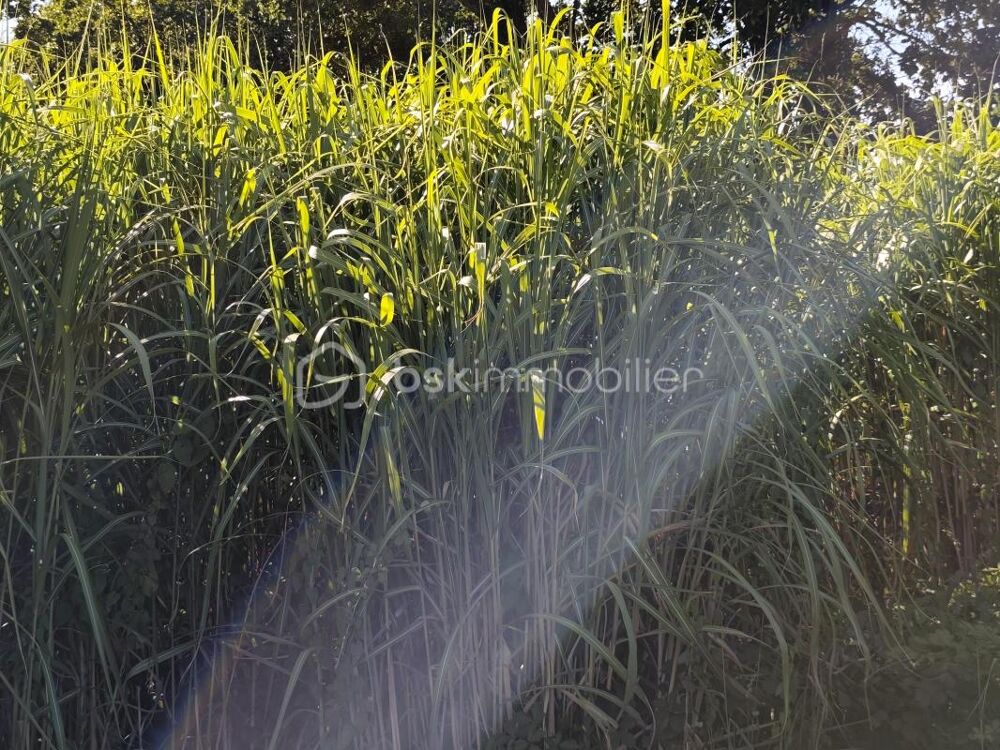 Vente Terrain À St-James - Terrain agricole cultivé en miscanthus - Culture en pleine production Saint james