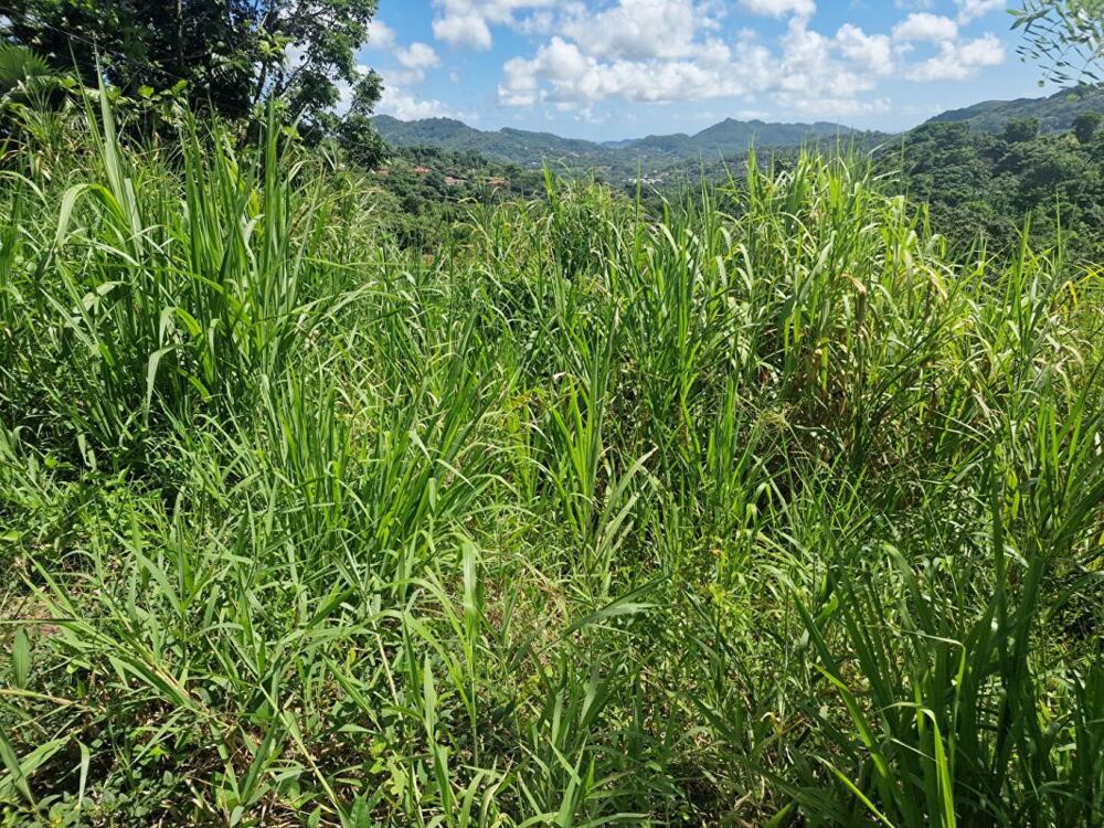Vente Terrain Terrain  585 m2 Le vauclin