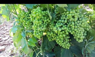  Terrain � vendre 47000 m�